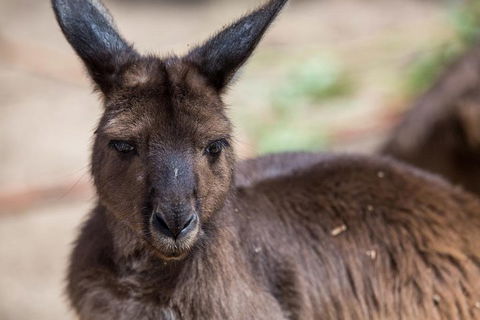 Australian Wildlife Tour At Melbourne Zoo Ticket - Accommodation Sunshine Coast 0