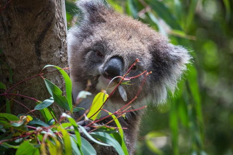 Australian Wildlife Tour At Melbourne Zoo Ticket - Accommodation Sunshine Coast 1