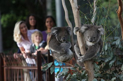 Australian Wildlife Tour At Melbourne Zoo Ticket - Accommodation Sunshine Coast 2