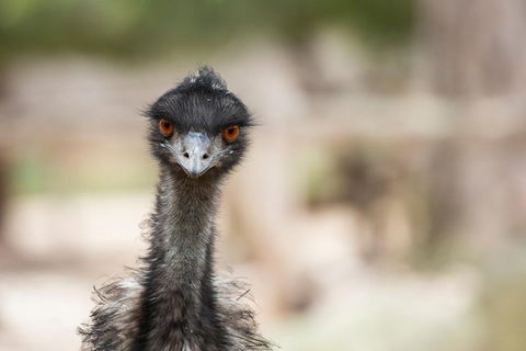 Australian Wildlife Tour At Melbourne Zoo Ticket - Accommodation Sunshine Coast 3