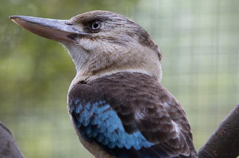 Australian Wildlife Tour At Melbourne Zoo Ticket - Accommodation Sunshine Coast 4