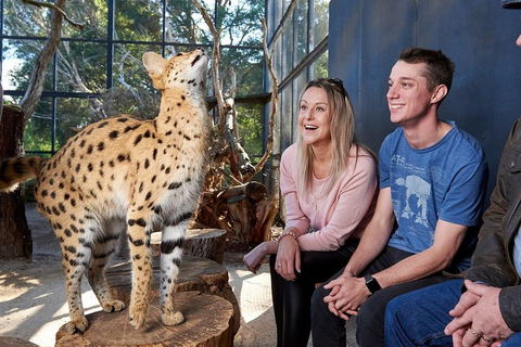 African Cat Encounter At Werribee Open Range Zoo - Accommodation Sunshine Coast 0