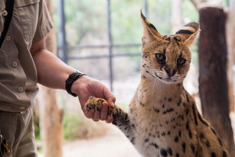 African Cat Encounter At Werribee Open Range Zoo - Accommodation Sunshine Coast 1