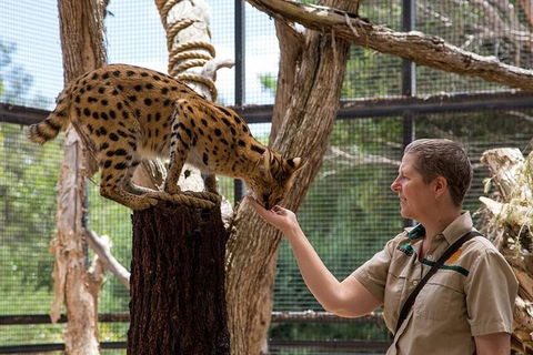 African Cat Encounter At Werribee Open Range Zoo - Accommodation Sunshine Coast 2