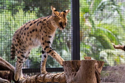 African Cat Encounter At Werribee Open Range Zoo - Accommodation Sunshine Coast 3