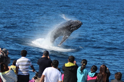 Tangalooma Island Resort Whale Watching Day Cruise With Dolphin Viewing - Accommodation Sunshine Coast 1
