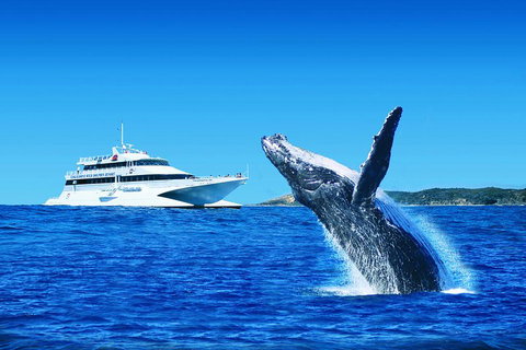 Tangalooma Island Resort Whale Watching Day Cruise With Dolphin Viewing - Accommodation Sunshine Coast 2