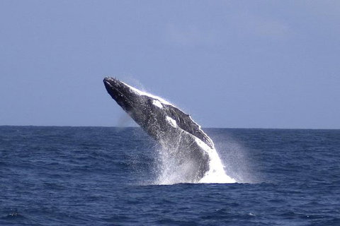 Tangalooma Island Resort Whale Watching Day Cruise With Dolphin Viewing - Accommodation Sunshine Coast 4