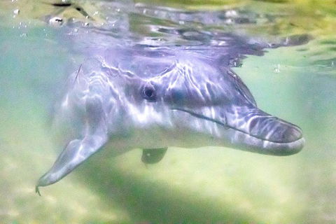 Tangalooma Island Resort Whale Watching Day Cruise With Dolphin Feeding - Accommodation Sunshine Coast 0