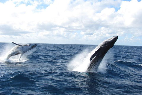 Tangalooma Island Resort Whale Watching Day Cruise With Dolphin Feeding - Accommodation Sunshine Coast 1