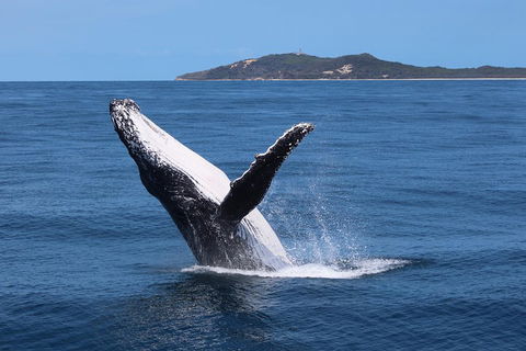 Tangalooma Island Resort Whale Watching Day Cruise With Dolphin Feeding - Accommodation Sunshine Coast 3