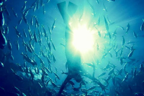 2-Day Whitsundays Sailing Adventure: SV Whitehaven - Accommodation Sunshine Coast 1