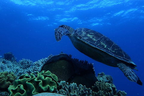 3 Day Whitsundays Sailing And Diving Adventure: Kiana - Accommodation Sunshine Coast 2