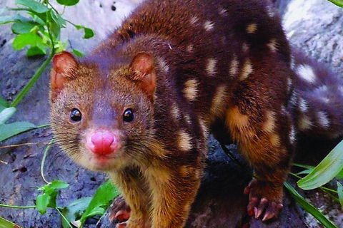 Hartley's Crocodile Adventures Breakfast With The Koalas - Accommodation Sunshine Coast 2