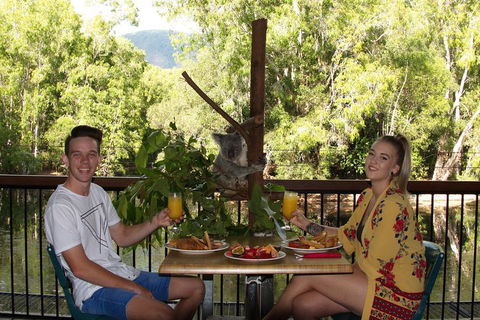 Hartley's Crocodile Adventures Breakfast With The Koalas - Accommodation Sunshine Coast 5