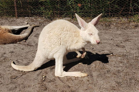 Very Best Of Perth Tour - Wildlife Park & City Highlights Tour - Accommodation Sunshine Coast 3