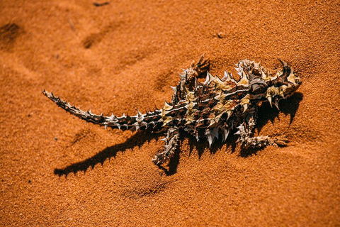 Pinnacles Sunset Dinner And Stargazing Experience A Small Group Tour - Accommodation Sunshine Coast 5
