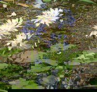 Yellow Water Cruise - Kakadu - Accommodation Sunshine Coast