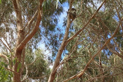 Kangaroo Island 4WD Tour - Best Of KI In 2 Days - Accommodation Sunshine Coast 0