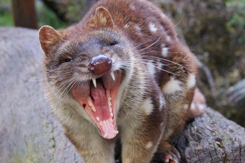 After Dark Tasmanian Devil Feeding Tour At Cradle Mountain - Accommodation Sunshine Coast 0
