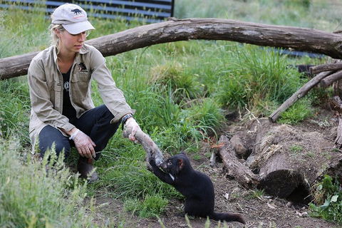 After Dark Tasmanian Devil Feeding Tour At Cradle Mountain - Accommodation Sunshine Coast 1
