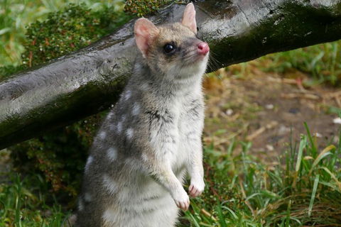 1-Hour Tasmanian Devil Feeding Day Tour At Cradle Mountain - Accommodation Sunshine Coast 0