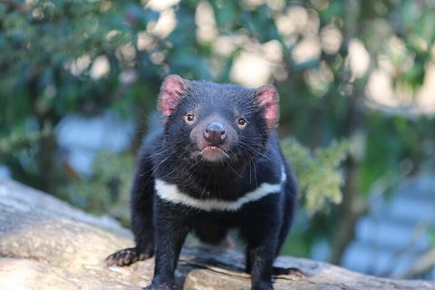 1-Hour Tasmanian Devil Feeding Day Tour At Cradle Mountain - Accommodation Sunshine Coast 1