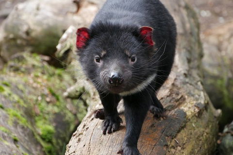 1-Hour Tasmanian Devil Feeding Day Tour At Cradle Mountain - Accommodation Sunshine Coast 4