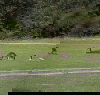 Yanchep  Lancelin - Wildlife Cave And Sands - Accommodation Sunshine Coast