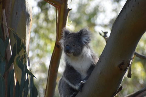 Healesville Sanctuary And Phillip Island Wildlife Bus Tour - Accommodation Sunshine Coast 0