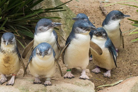 Healesville Sanctuary And Phillip Island Wildlife Bus Tour - Accommodation Sunshine Coast 2