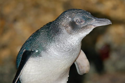 Healesville Sanctuary And Phillip Island Wildlife Bus Tour - Accommodation Sunshine Coast 4
