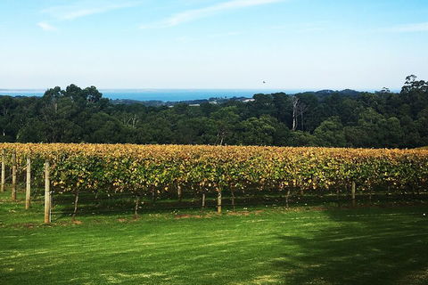 Yarra Valley Wine Tour Inc Lunch With A Glass Of Wine, Tastings And Chocolate - Accommodation Sunshine Coast 2