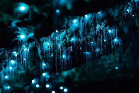 Hinterland Magic & Glow-worm Experience - Accommodation Sunshine Coast 1