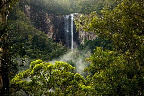 Hinterland Magic & Glow-worm Experience - Accommodation Sunshine Coast 4