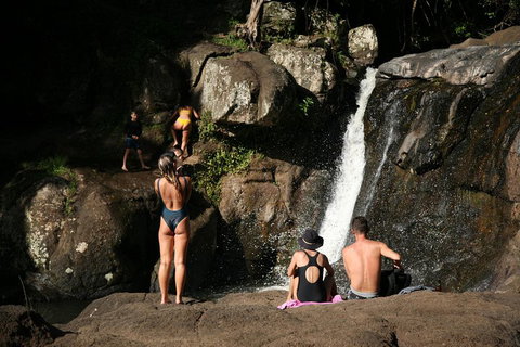 Hinterland Magic & Glow-worm Experience - Accommodation Sunshine Coast 5