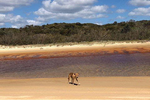 Pippies 3 Days 2 Nights Fraser Island Tour - Accommodation Sunshine Coast 2