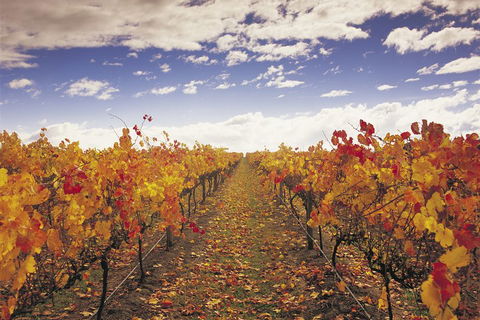 Yarra Valley Wildlife & Wine Day Tour From Melbourne With Healesville Sanctuary - Accommodation Sunshine Coast 5