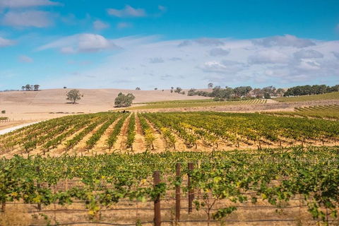 Barossa Valley Private Tour (from 2 To 11 People) - Accommodation Sunshine Coast 2