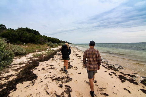 Phillip Island And French Island Wildlife Expedition - Accommodation Sunshine Coast 1