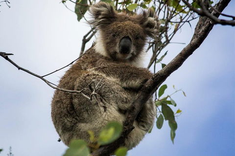 Phillip Island And French Island Wildlife Expedition - Accommodation Sunshine Coast 3