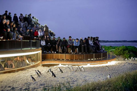 Phillip Island And French Island Wildlife Expedition - Accommodation Sunshine Coast 5
