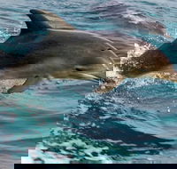 1.5HR Mudjimba Island Wildlife Safari - Accommodation Sunshine Coast