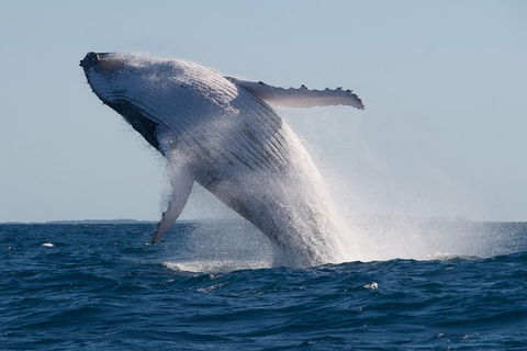 Adventure Whale Watching Tour Mooloolaba - Accommodation Sunshine Coast 5