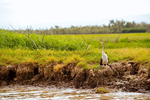 Darwin City Sights And Jumping Crocodile Cruise - Accommodation Sunshine Coast 2