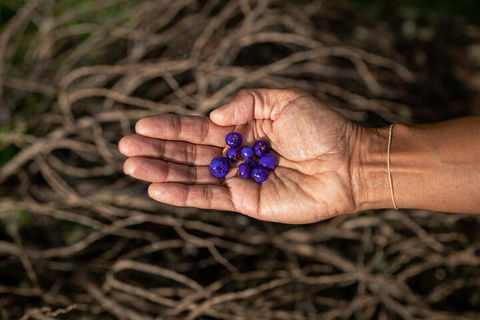 Cape Byron Aboriginal Tour - Accommodation Sunshine Coast 0