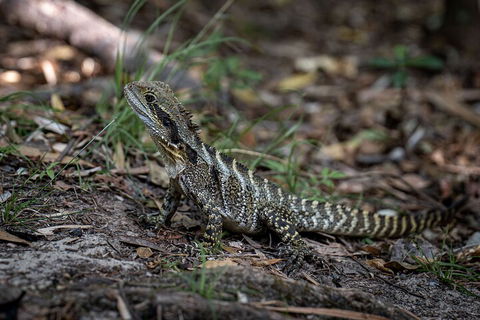 Cape Byron Aboriginal Tour - Accommodation Sunshine Coast 3