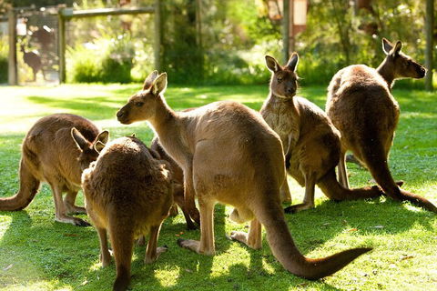 Yarra Valley Wine And Wildlife Self-Driving Tour - Accommodation Sunshine Coast 4