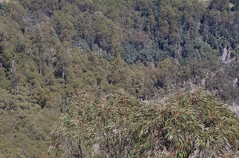 Leven Canyon Day Trip Including Wings Wildlife Park Or Gunns Plains Caves - Accommodation Sunshine Coast 4