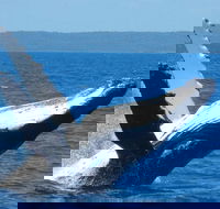 Mooloolaba Whale Watching Tour - Accommodation Sunshine Coast